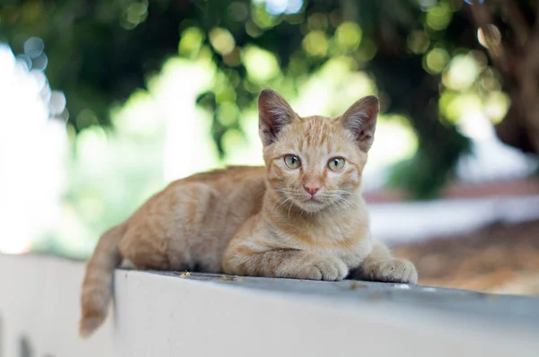 En katt sitter på ett staket och titta i kameran — Stockfoto