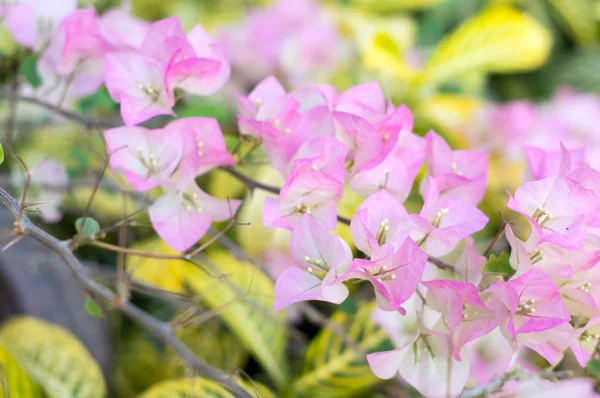 Pembe bougainvillea bahçede çiçek açar, yumuşak odaklanır.