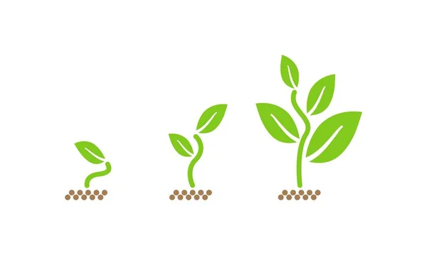 Fases de crecimiento de plantas. plántulas de plantas agrícolas en el suelo. semilla de árbol con hojas verdes. Vector plano ilustración aislado — Vector de stock