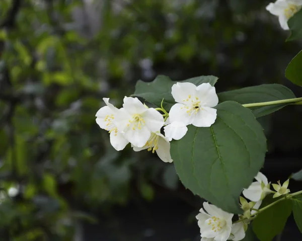 White jasmine. Best photo. — Stock Photo, Image