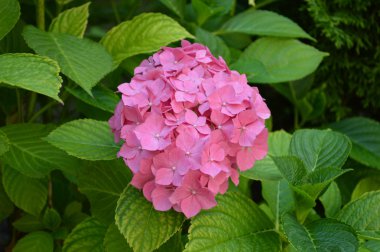 Güzel Lily. En iyi fotoğraf.