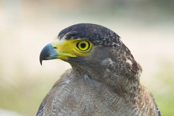 Junger Steinadler — Stockfoto