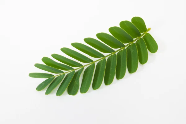 Tamarind leaf — Stock Photo, Image