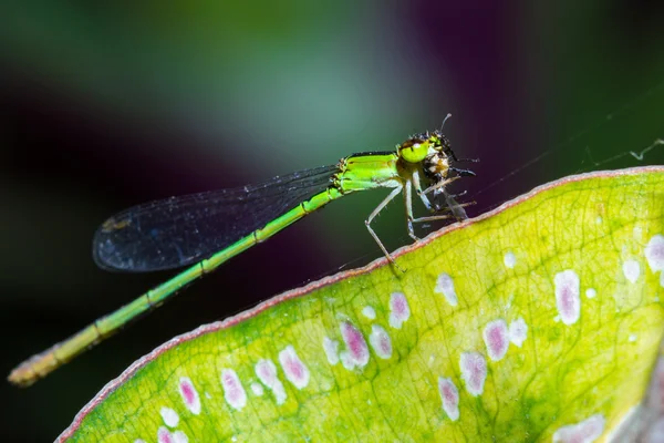 Green dragonfly — Stock Photo, Image