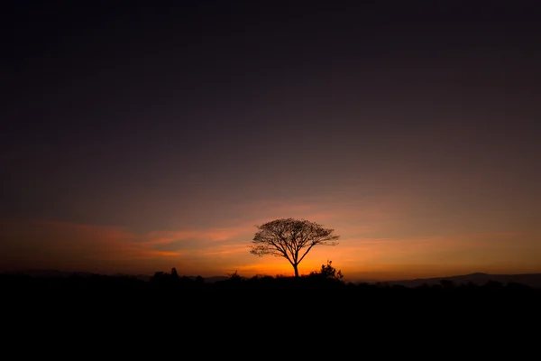 Siluet stil ağacında — Stok fotoğraf