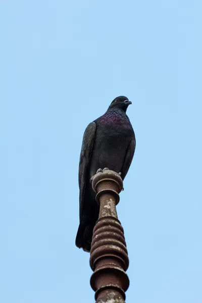 Einzeltaube — Stockfoto