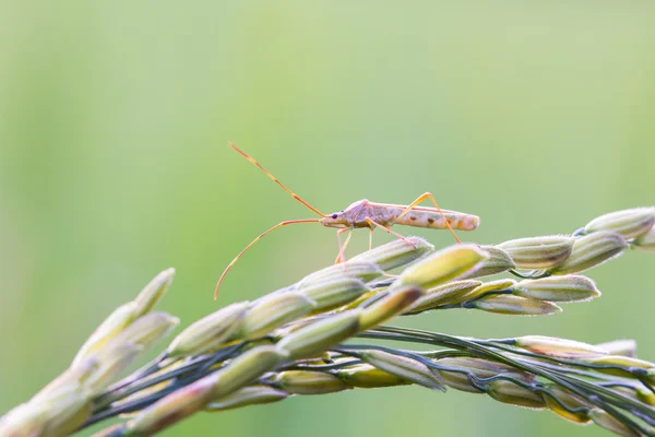 Insect on an ear of rice — Stock Photo, Image