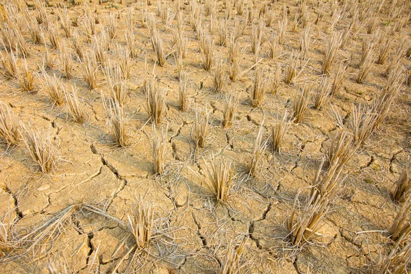 Rice stubble — Stock Photo, Image