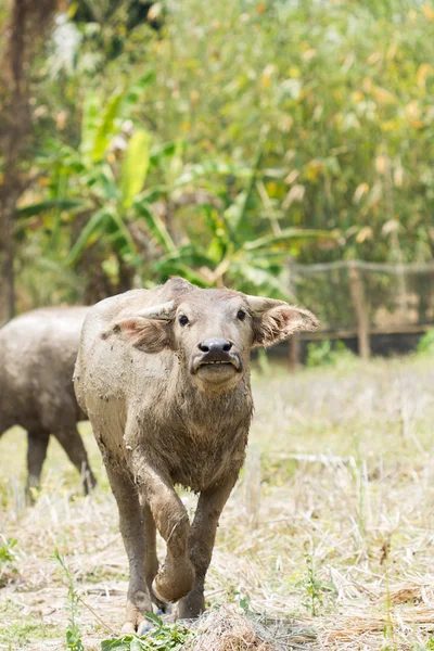 Bufalo — Foto Stock