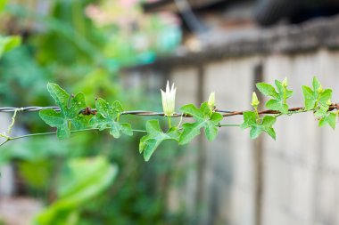 Coccinia grandis paslı dikenli tel üzerinde
