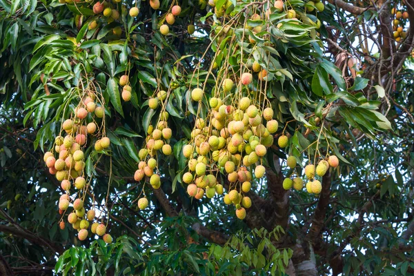 Giovane litchi freschi su albero — Foto Stock