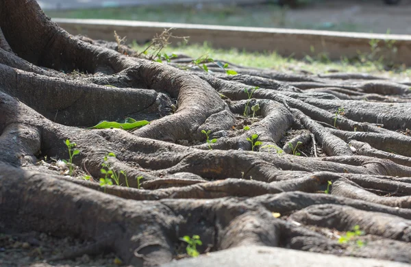 Fuertes raíces de árboles viejos en Tailandia — Foto de Stock