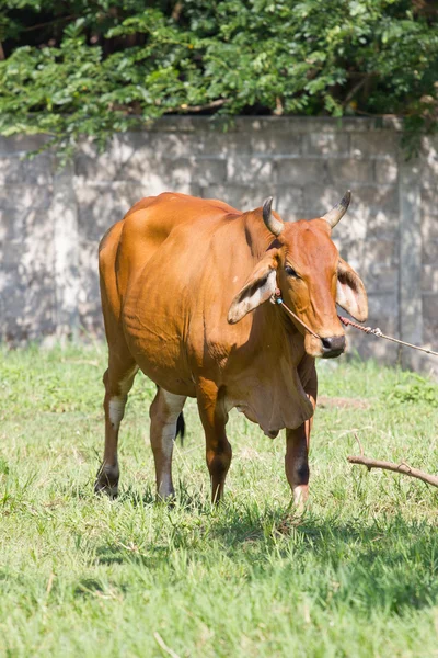 牛站在泰国中的一个字段 — 图库照片