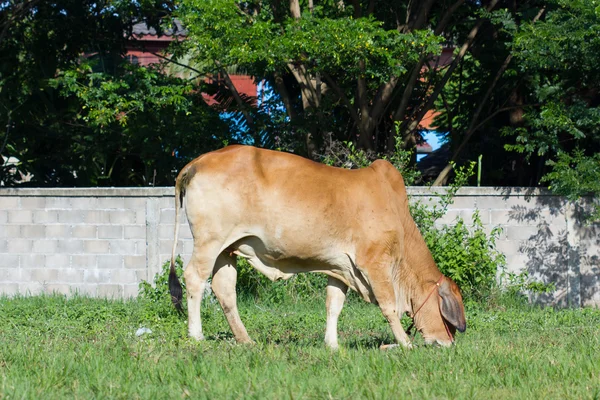 Mucca marrone mangiare erba in un campo in Thailandia — Foto Stock