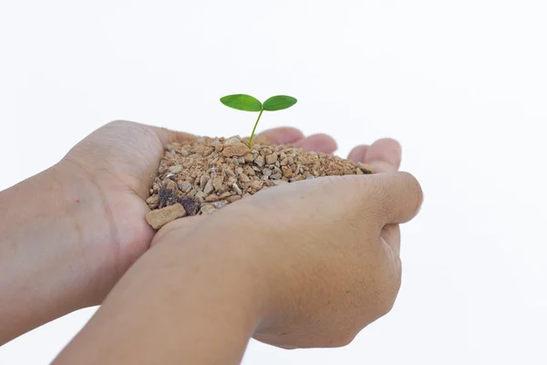 Les mains humaines tenant verte petite plante nouveau concept de vie, isolé — Photo