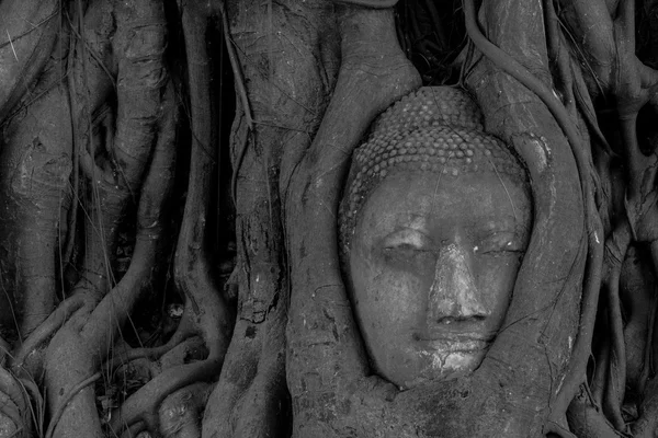 The Head of sandstone Buddha in tree roots at Wat Mahathat, Ayut — Stock Photo, Image