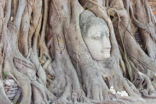 La tête de Bouddha de grès dans les racines des arbres à Wat Mahathat, Ayut — Photo