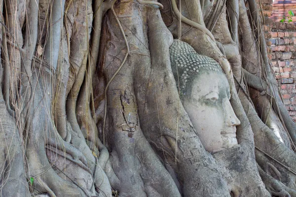 La tête de Bouddha de grès dans les racines des arbres à Wat Mahathat, Ayut — Photo