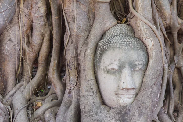 The Head of sandstone Buddha in tree roots at Wat Mahathat, Ayut — Stock Photo, Image