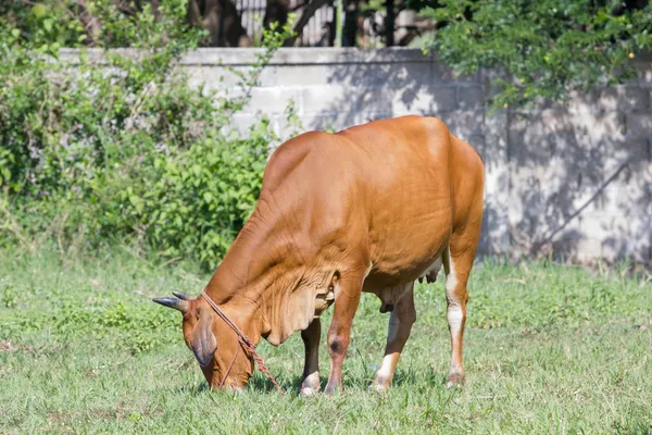 Hnědá kráva jíst trávu v poli v Thajsku — Stock fotografie