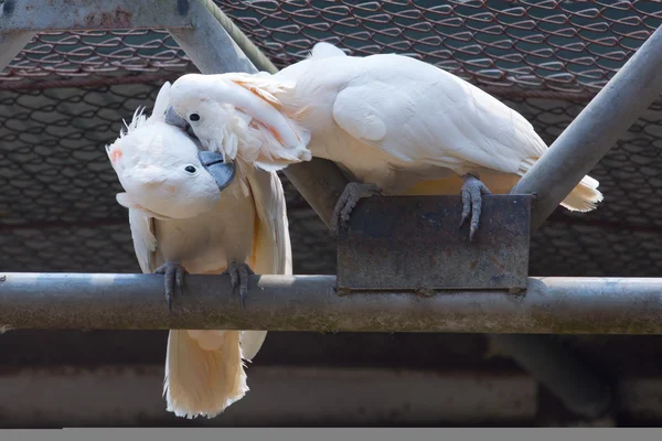 Zwei weiße Kakadus küssen sich — Stockfoto