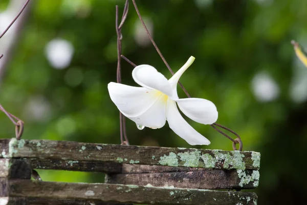Plumeria blanca flor en maceta vieja de la orquídea — Foto de Stock
