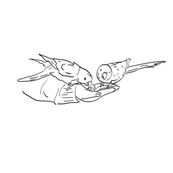 Close Mão Alimentar Semente Girassol Para Dois Papagaios Ilustração Vetor —  Vetores de Stock
