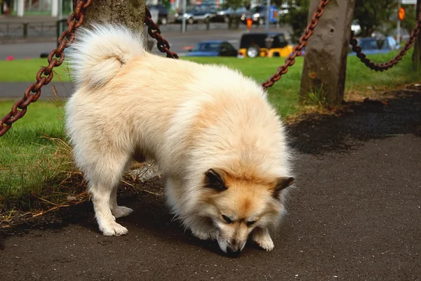 Spitz-dog sniffing asphalt road — Stock Photo, Image