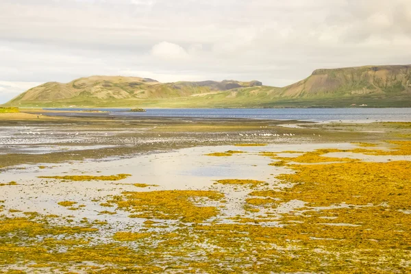 Icelandic coast with flocks of seagulls and yellow algae — Stock Photo, Image