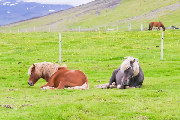 Two Icelandic horses lying on a green pasture against ice mountain background — Stock Photo, Image