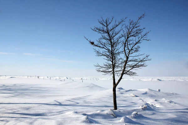 雪和冰覆盖景观树木 — 图库照片