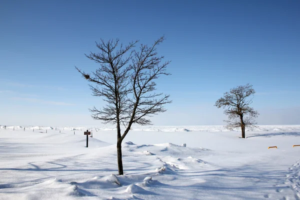 雪および氷カバーの木のある風景 — ストック写真