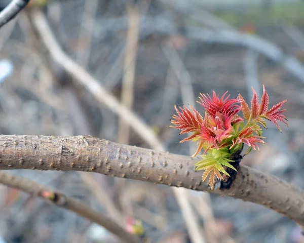 Las primeras hojas en primavera . —  Fotos de Stock