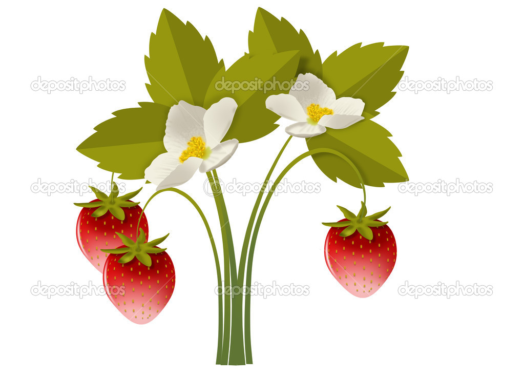 Strawberry bush with flowers