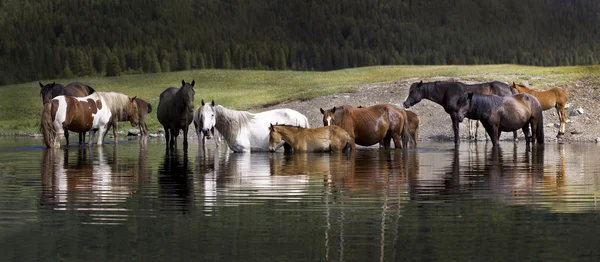 川の中の馬 ロイヤリティフリーのストック画像