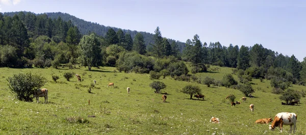 Зеленый луг с коровами — стоковое фото