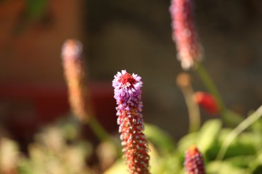 ayakta dikey Pembe çiçek