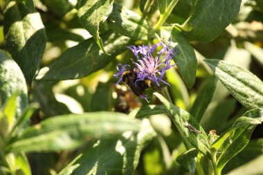 bumblebee ile mor çiçek