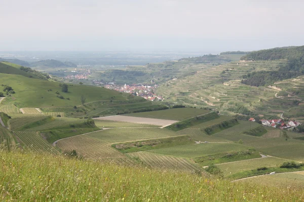 Landschaft in Belgien mit Weinbergen lizenzfreie Stockfotos