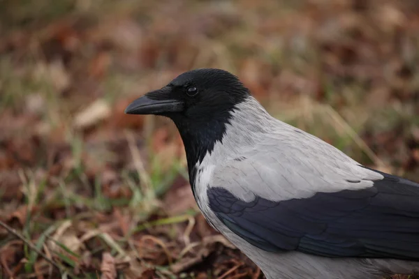 Oiseau gris et noir regardant autour Images De Stock Libres De Droits