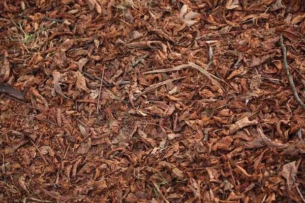 Foliage texture brown — Stock Photo, Image