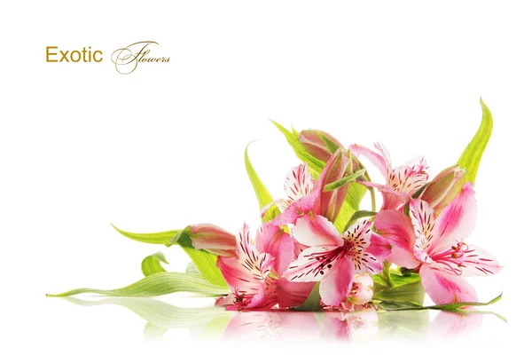 Pembe Frezya çiçek — Stok fotoğraf