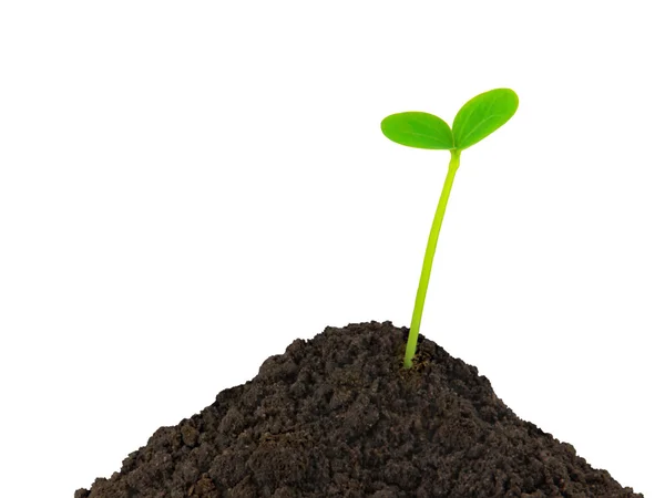 Green plant seedling — Stock Photo, Image