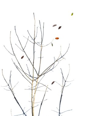 çıplak sonbahar ağacı