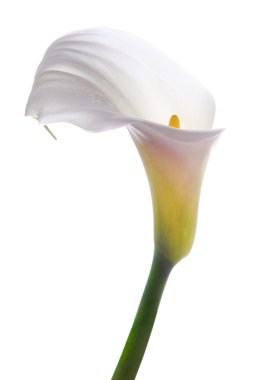 Beyaz calla çiçek