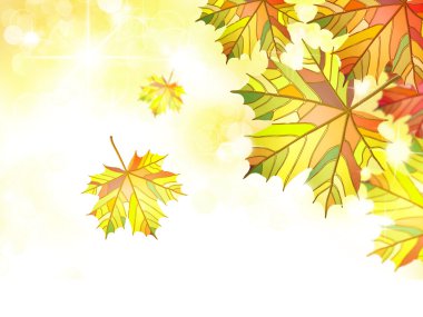 Sonbahar akçaağaç yaprakları