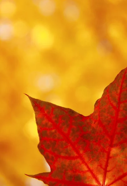 Hoja de arce de otoño —  Fotos de Stock