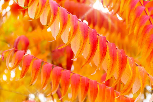 Árbol rojo otoño — Foto de Stock