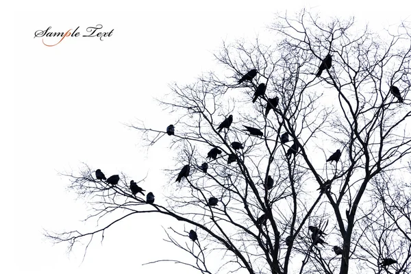 Izole ağaç — Stok fotoğraf