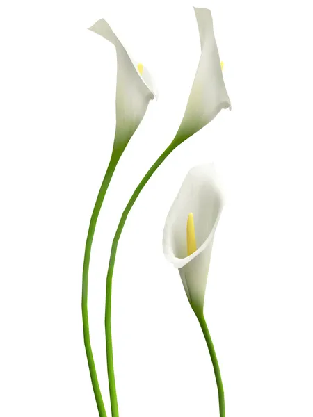 3D callas — Zdjęcie stockowe